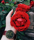 Daniel Wellington Classic Roselyn Black Dial Maroon Nylon Strap Watch For Women - DW00100273